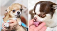 5 Techniques to Keep your Chihuahua at a Healthy Weight 2 Pet expert reveals 5 effortless techniques to keep your Chihuahua at a weight that is healthy