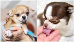 Read more about the article 5 Techniques to Keep your Chihuahua at a Healthy Weight