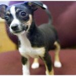 Teen Rescues Chihuahua Puppy from Trash Can