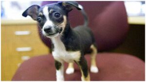 Read more about the article Teen Rescues Chihuahua Puppy from Trash Can