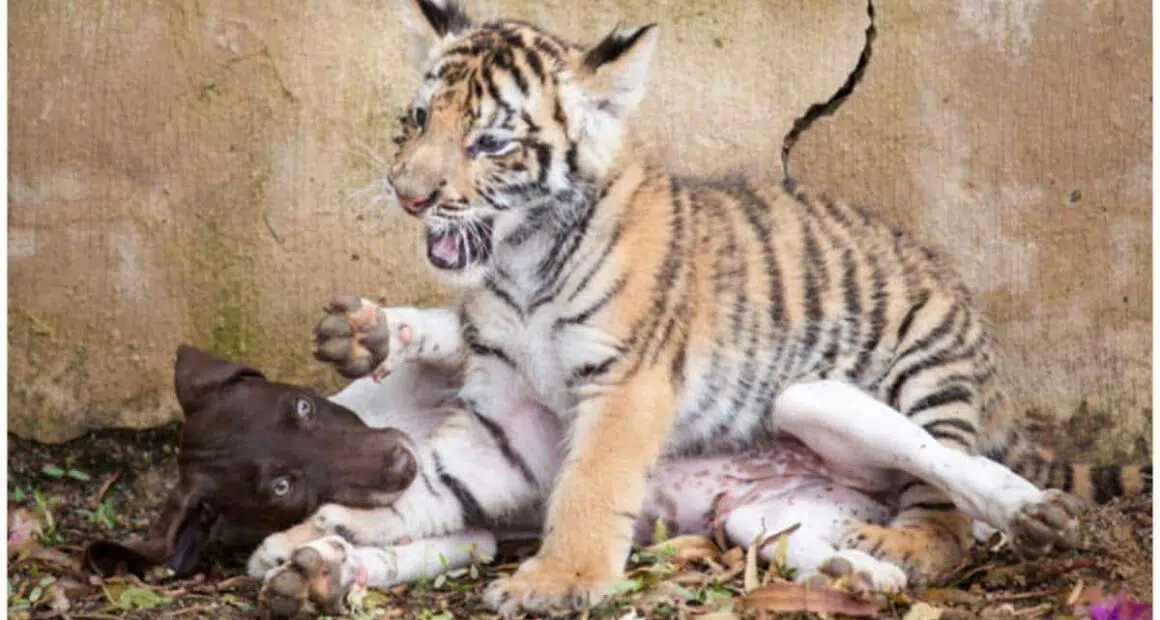 Tiger cub rejected by mother finds a best friend in a little puppy