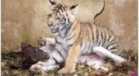 Tiger cub rejected by mother finds a best friend in a little puppy