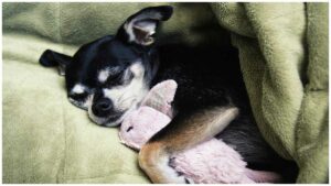 Read more about the article What Do Dogs Dream About?