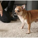 Why Chihuahuas Vomit And Puke