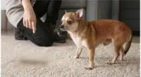 Why Chihuahuas Vomit And Puke