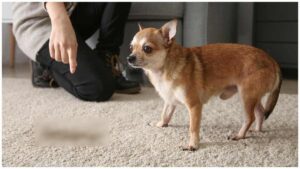 Read more about the article Why Chihuahuas Vomit And Puke