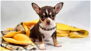 Read more about the article Why Does My Chihuahua Moan?