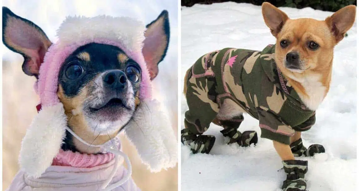 Winter care tips for your Chihuahua