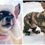 Winter Care Tips for Your Chihuahuas