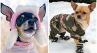 Winter Care Tips for Your Chihuahuas 2 Winter care tips for your Chihuahua