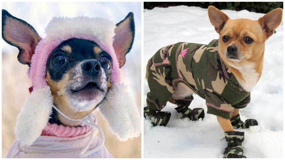 Read more about the article Winter Care Tips for Your Chihuahuas