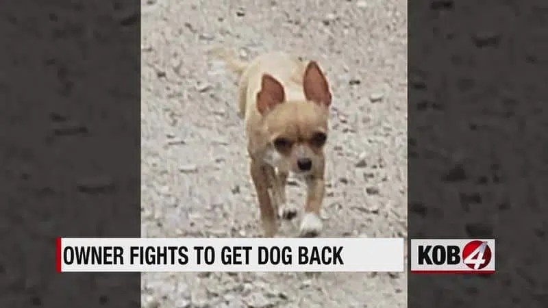 Woman says neighbor refuses to return dog that got out of her yard syndImport 073158
