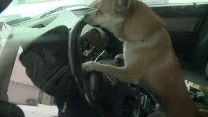 file 19080 max 300 do dogs drive cars 1