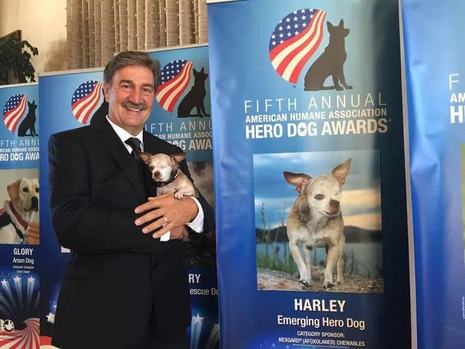 harley hero dog