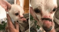 Injured and Abandoned Chihuahua Right Before Euthanasia 2 injured chihuahua tcso 860x484 1