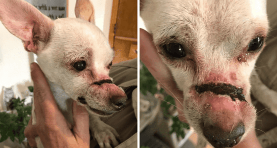 injured chihuahua tcso 860x484 1