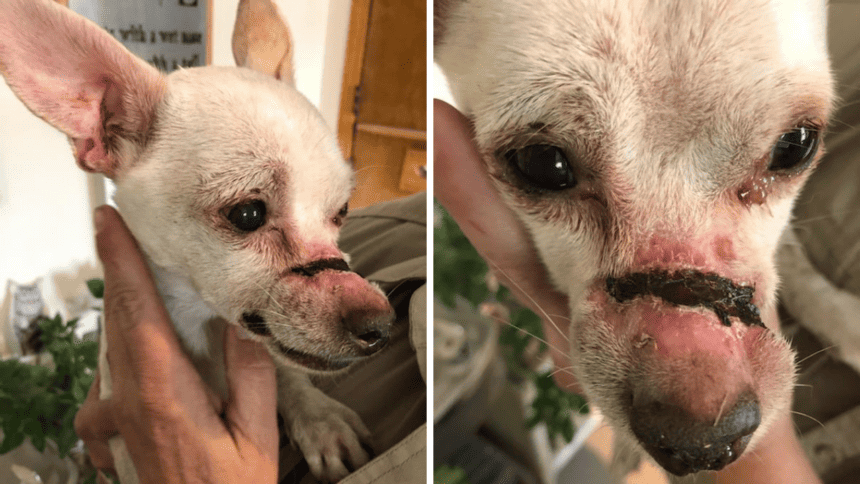 injured chihuahua tcso 860x484 1