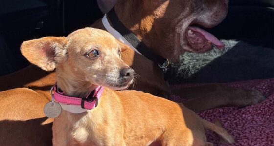 Bella and Neeno, showing new born Chihuahua care through their joint adoption