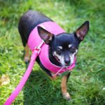 Mixed Breeds: Russian Toy Terrier VS Chihuahua