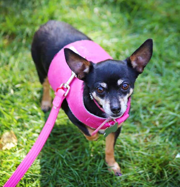 Mixed Breeds: Russian Toy Terrier VS Chihuahua - Chihuacorner.com