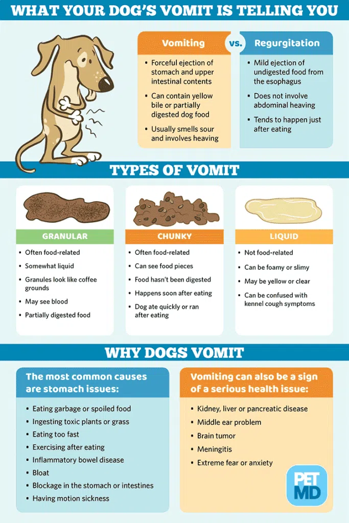 why dogs vomit throw up 1