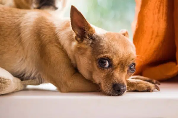 Facts on the Chihuahua Dog Breed 5 44