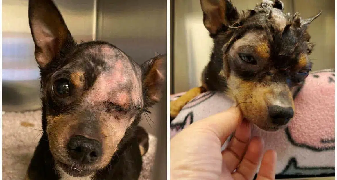 Abused Chihuahua recovering at Foothills Animal Shelter in Golden