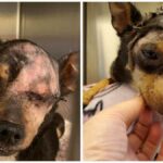 Abused Chihuahua Recovering at Foothills Animal Shelter