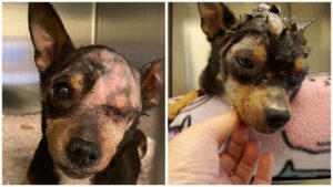 Read more about the article Abused Chihuahua Recovering at Foothills Animal Shelter