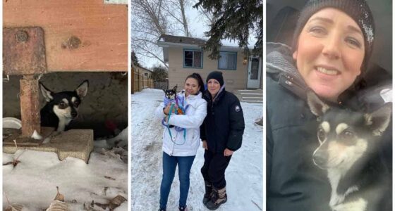 Chihuahua Clydes heroic rescue