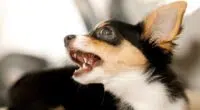 Chihuahua barking 5 1024x576 1