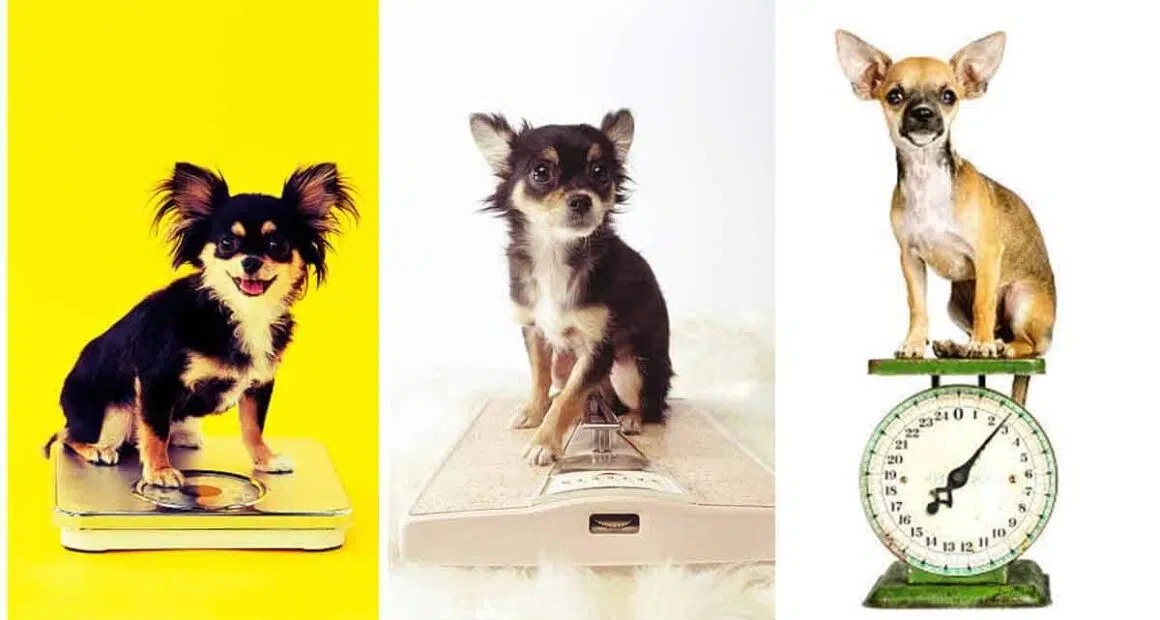 How much should a Chihuahua weigh