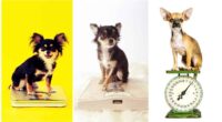 How much should a Chihuahua weigh