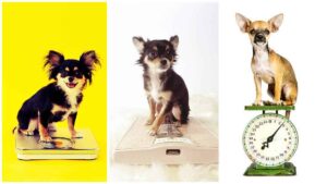 Read more about the article How Much Should a Chihuahua Weigh?