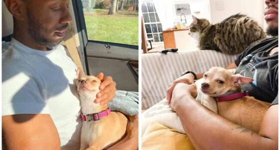 I Dont Like Small Dogs Guy Is Won Over By A Sneaky Chihuahua Which He Now Tucks Into Sleep Every Night