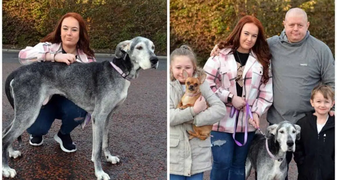 Meet Millie the oldest Great Dane in the UK