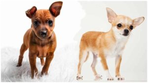 Read more about the article Miniature Pinscher Chihuahua Mix