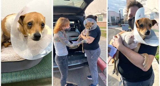 Stray three legged chihuahua recovered