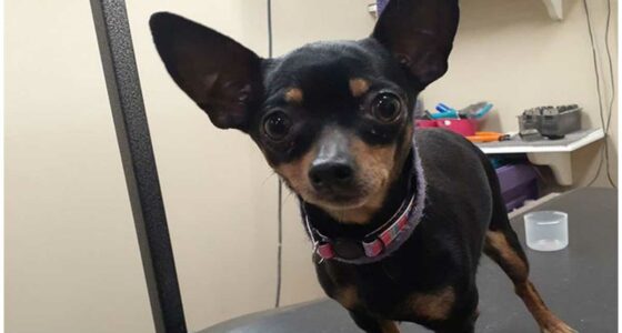 Suspects accused of throwing 6 Chihuahuas out of a car window