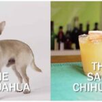 ‘Salty Chihuahua Cocktail’ Recipe