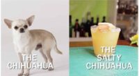 ‘Salty Chihuahua Cocktail’ Recipe 2 The Salty Chihuahua Cocktail Recipe Will Make You Happy And Yappy