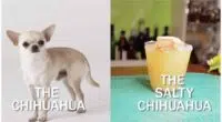 The Salty Chihuahua Cocktail Recipe Will Make You Happy And Yappy