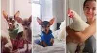 Tiny Chihuahua loves to be around chickens more than dogs