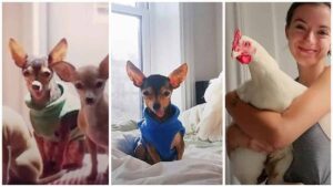 Read more about the article Tiny Chihuahua Loves Pet Chicken