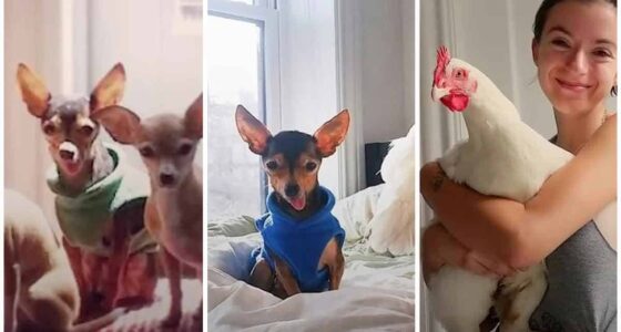 Tiny Chihuahua loves to be around chickens more than dogs