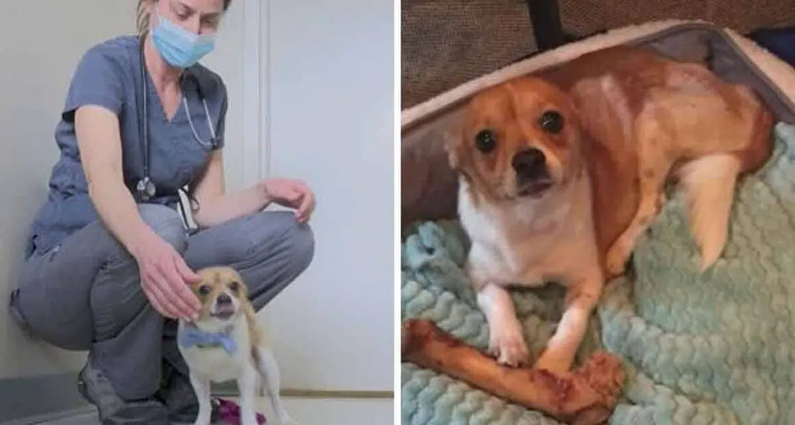 Veterinarian Chihuahua Find True Love in Colorado