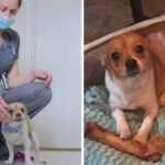 Veterinarian & Chihuahua Find True Love in Colorado