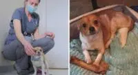 Veterinarian Chihuahua Find True Love in Colorado