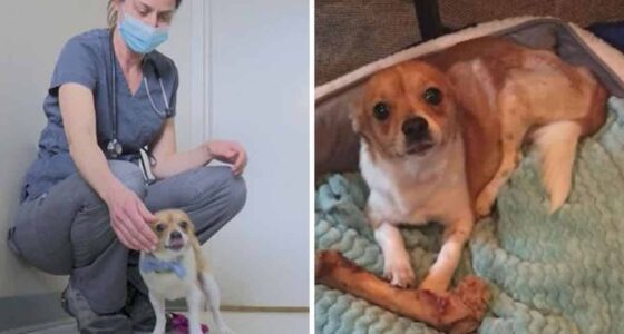 Veterinarian Chihuahua Find True Love in Colorado