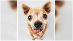 Read more about the article Why Do Chihuahuas Lick their Butts?